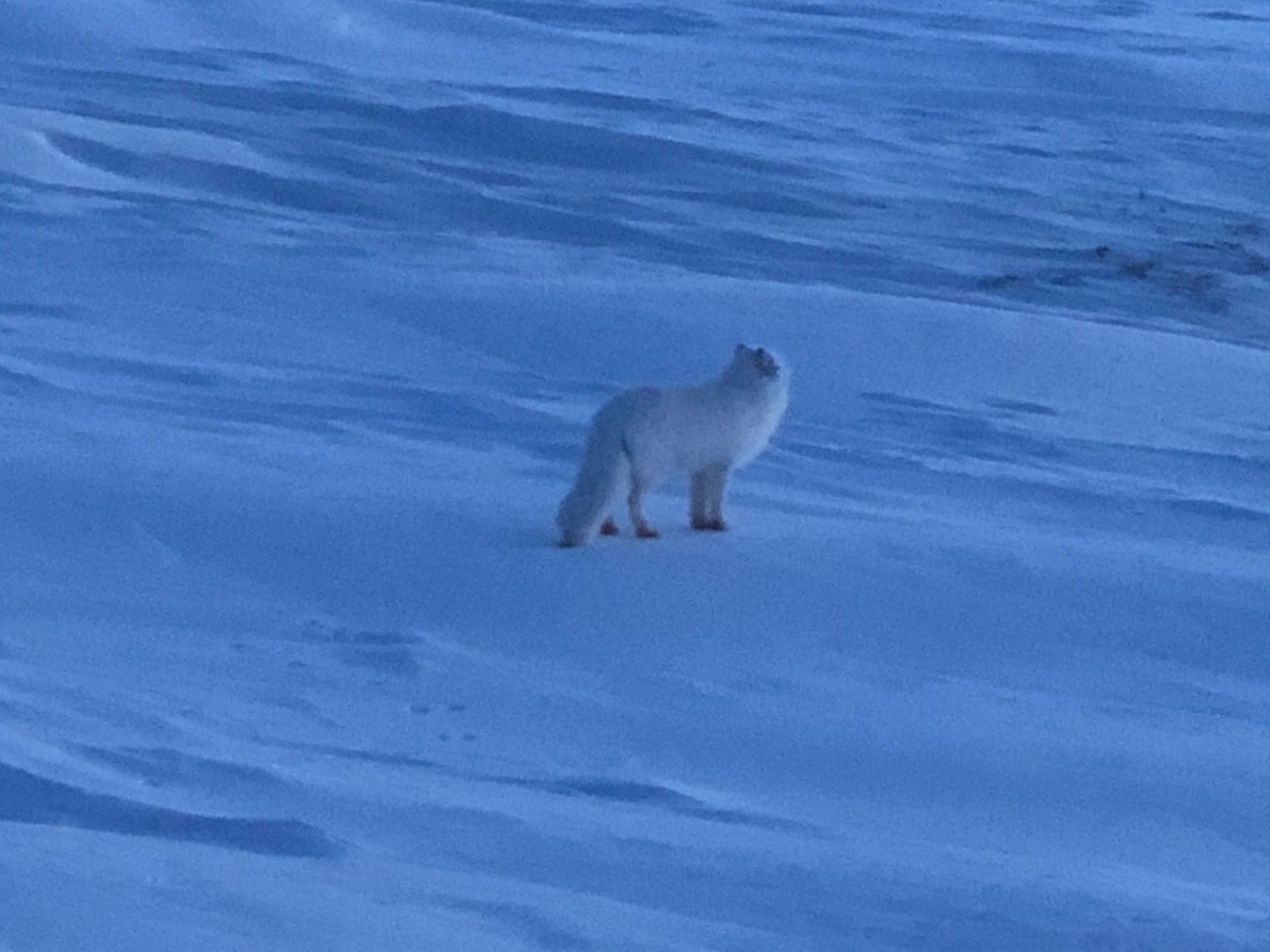 Arctic Fox Arctic Fox in snow