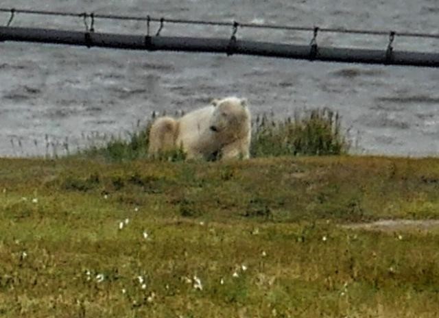 Polar Bear Polar Bear by water