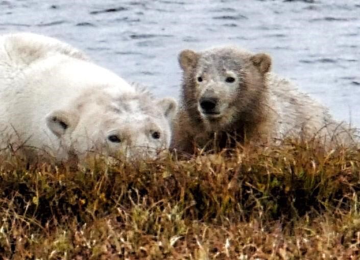 Polar bears by water