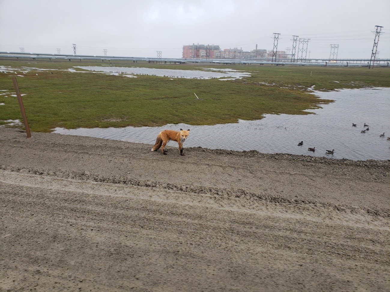 Red Fox Red fox by plant